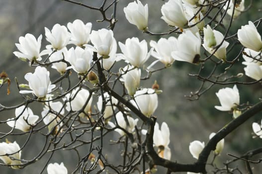 Flowers of white magnolia in full bloom