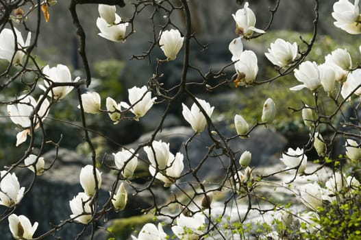 Flowers of white magnolia in full bloom