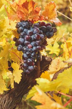 Purple Grapes hanging on vine, selective focus