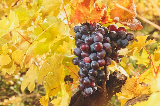 Red grapes and vine leaves with autumn tints in the sun. Soft and blur style for background. A photo with shallow depth of field