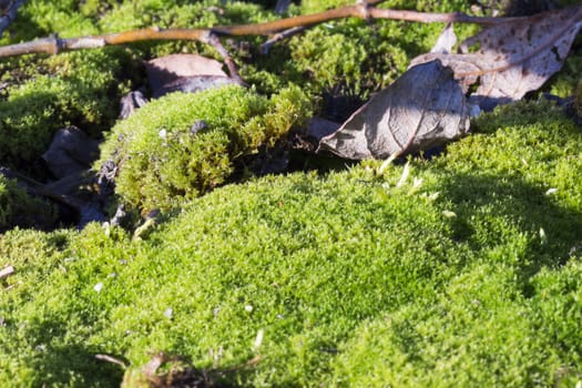 Moss Close Up with leaf.