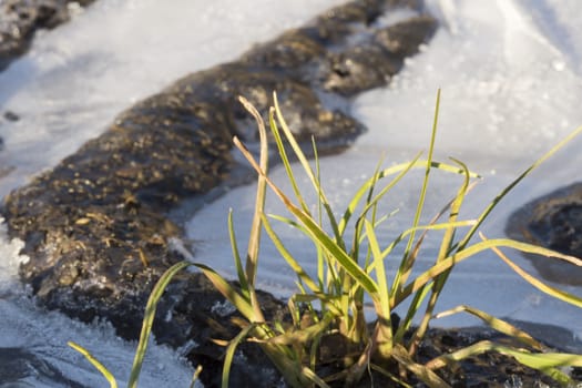 Grass in Frozen Track