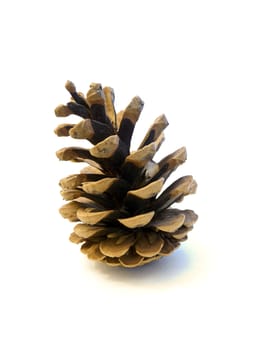 Pine cone isolated on white background