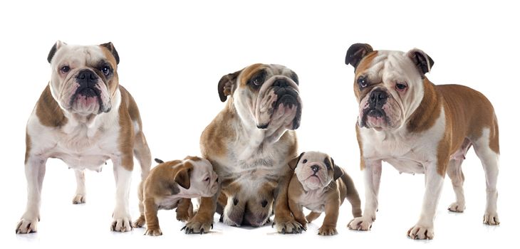 family english bulldog in front of white background