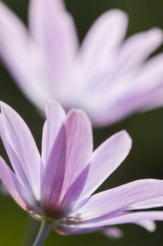 Pink anemone flowers  details  under the sun