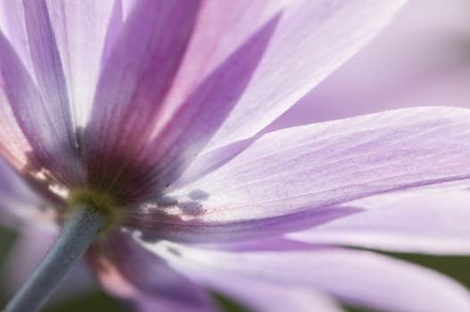 Pink anemone flowers  details  under the sun