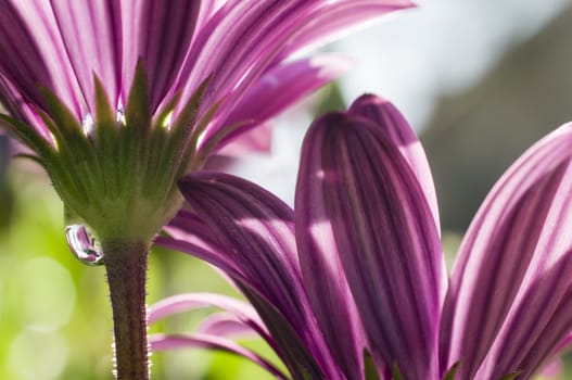 Pink anemone flowers  details  under the sun
