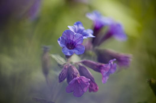 Pink and blue bell flowers in romantic light