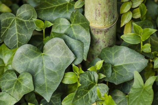 Hedera helix, common ivy, English ivy, European ivy, and bamboo stem.