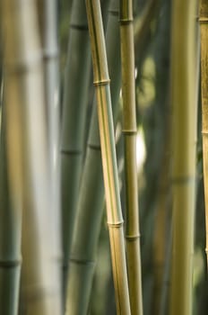 bamboo stems closeup, Bambusoideae, perennial evergreen plants in the grass family Poaceae.