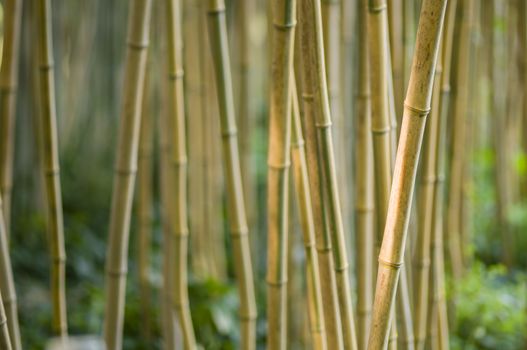 bamboo stems closeup, Bambusoideae, perennial evergreen plants in the grass family Poaceae.
