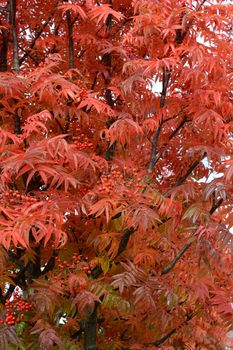 Rowan tree with bright red autumn foliage and berries