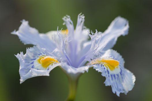 Close up of yellow and blue iris flowers under the sun