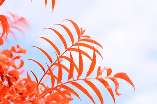 Abstract view of red leaves of rowan tree against a pale blue sky