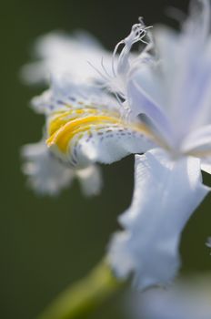 Close up of yellow and blue iris flowers under the sun