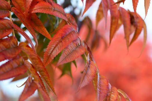 Detail of narrow red leaves of a mountain ash tree in autumn