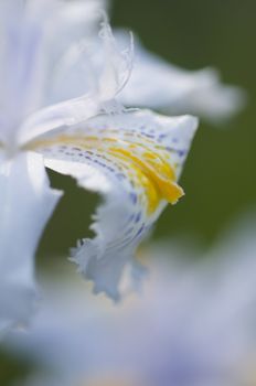 Close up of yellow and blue iris flowers under the sun