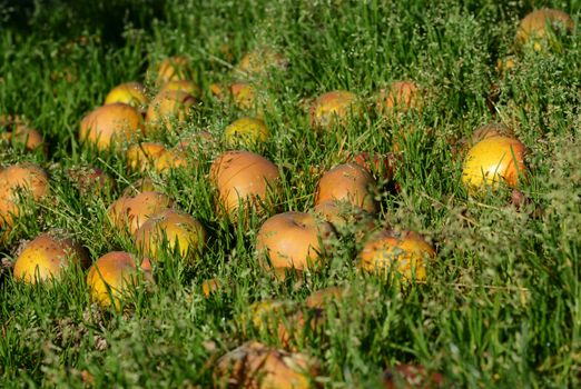 Windfall apples lie abandoned in the grass of an orchard