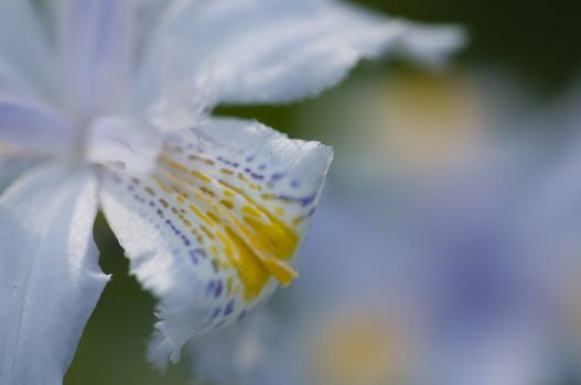 Close up of yellow and blue iris flowers under the sun