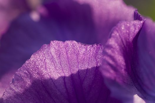 Close up of purple  iris flower with sun light from behind.