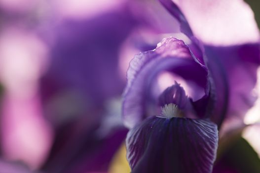 Close up of purple  iris flower with sun light from behind.