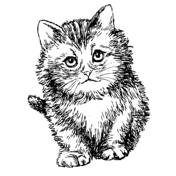 lovely kitten hand drawn isolated on white background