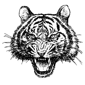 head of angry tiger hand drawn on white background