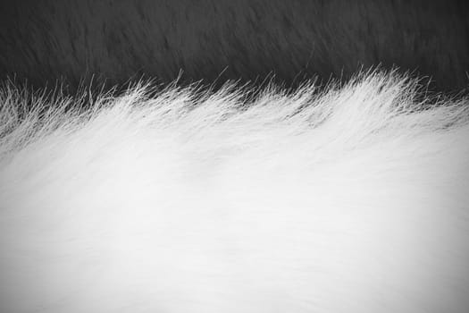 texture of white and black fur with vignette , use for background