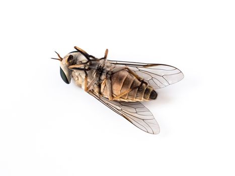 close up image of dead flies on white background