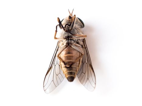 close up image of dead flies on white background