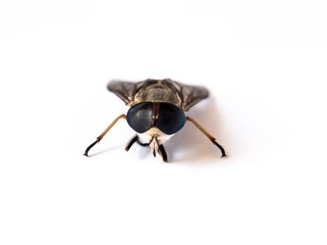 close up image of dead flies on white background