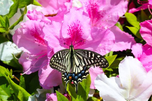 butterfly on pink flowers; Azalea 