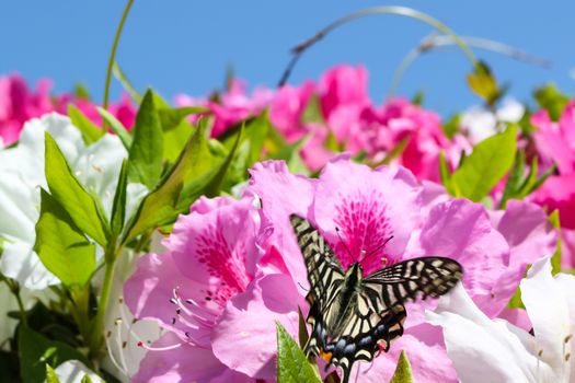 butterfly on pink flowers; Azalea on background sky blue