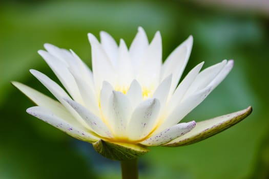 Beautiful blooming flower, water lily on a pond. Natural colored blurred background