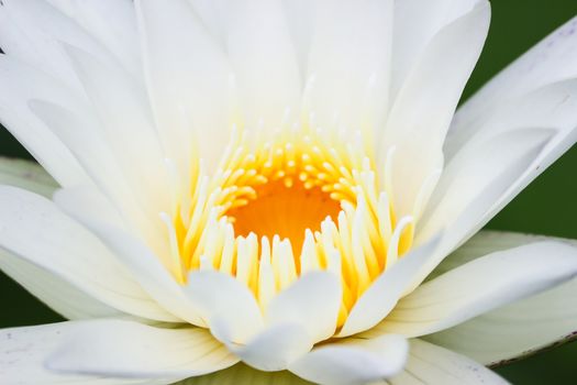 Beautiful blooming flower, water lily on a pond. Natural colored blurred background