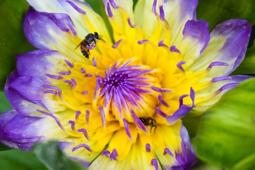 bee against water lilly, water lily on a pond. Natural colored blurred background