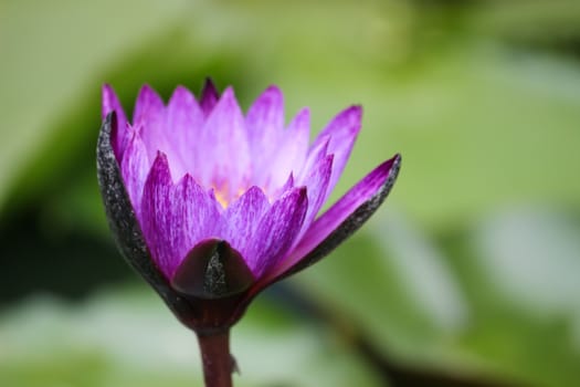 Beautiful blooming flower, water lily on a pond. Natural colored blurred background