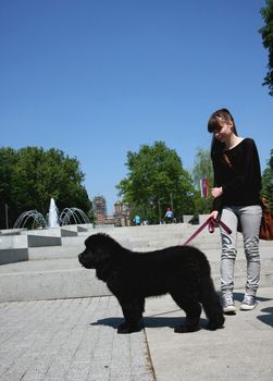 Cute Newfoundlander puppy with girl in public park