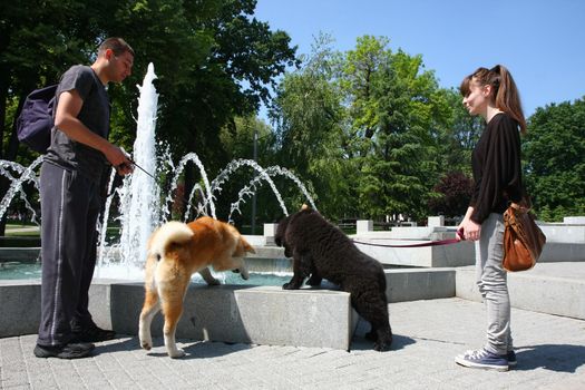 Puppies of Akita Inu and Newfaundlander drinking water in public fountain
