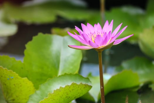 Beautiful blooming flower, water lily on a pond. Natural colored blurred background