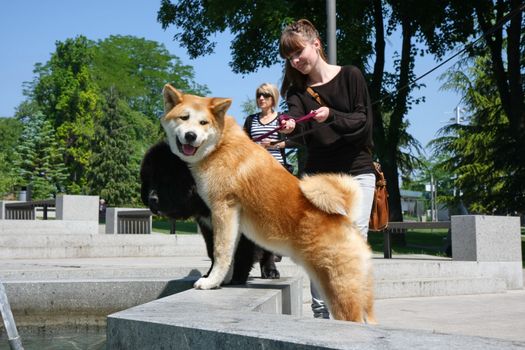 Akita Inu and  Newfoundlander puppies in front of public fountain 