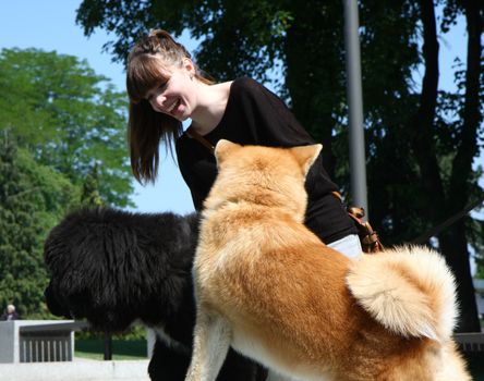 Girl enjoying with Akita Inu and Newfoundlander puppies in public park