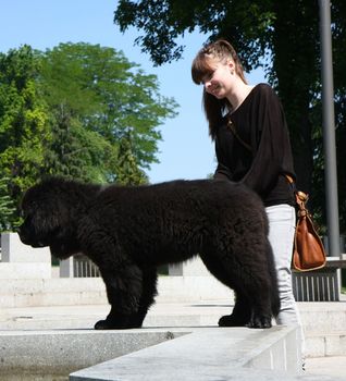 Cute Newfoundlander puppy with girl in public park