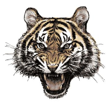 head of angry tiger hand drawn on white background