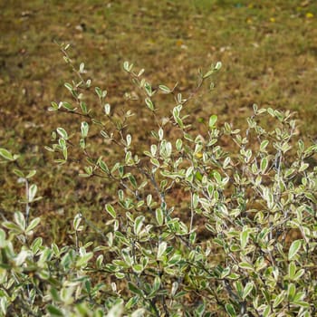 pattern of white and green leaves tree on grass ground