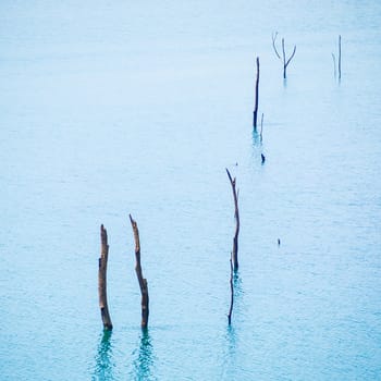 image of dead trees in the lake