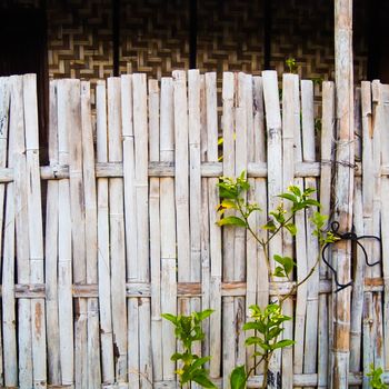 grungy old bamboo fence with tree , use as background