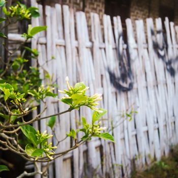 white flower tree along the bamboo fence 