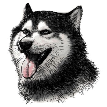 Siberian Husky hand drawn isolated on white background