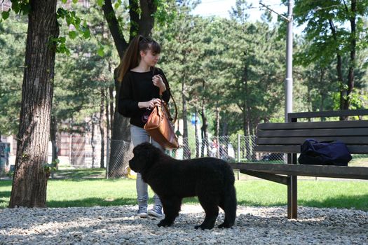 Girl in gog park posing with her Newfoundlander puppy